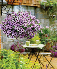 Buy lush and beautiful hanging baskets at Baker's Village