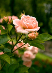 Residents of Dublin, Arlington, Worthington & Hilliard buy rose plants at Baker's Village