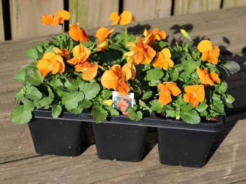 Viola Extra Large Cell Packs 306 Penny Orange