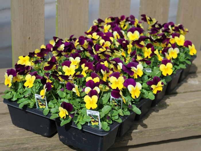 Viola Flat Penny Yellow Jump Up