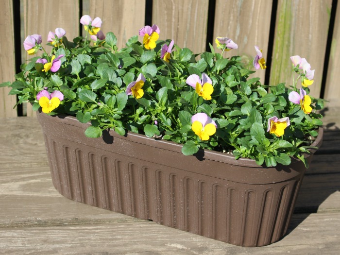 Viola Oval Planter 15" Bumble Gum