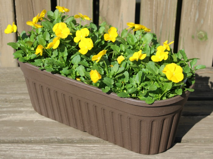 Viola Oval Planter 15" Penny Yellow