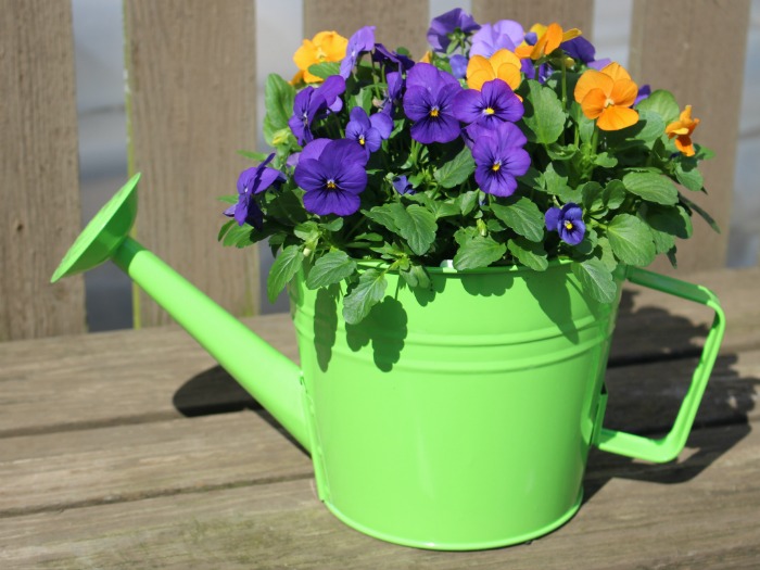 Viola Watering Can Green Small