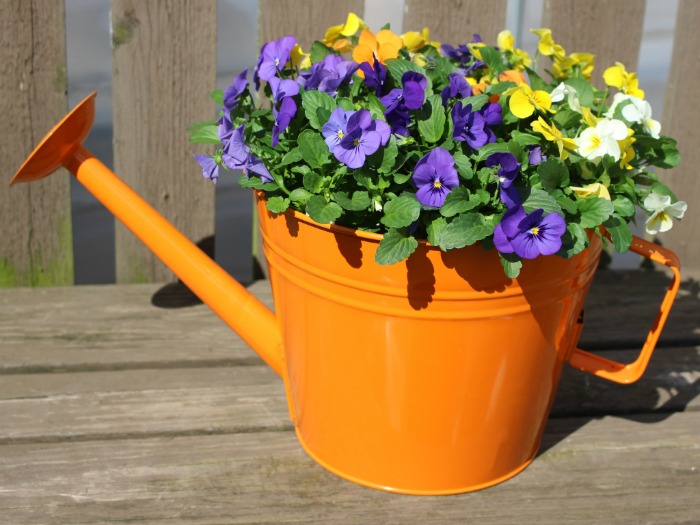 Viola Watering Can Orange Large